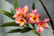 PTMD Garden Flower Pink Plumeria Spray W Leaves