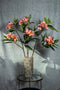 PTMD Garden Flower Pink Plumeria Spray W Leaves