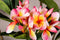 PTMD Garden Flower Pink Plumeria Spray W Leaves