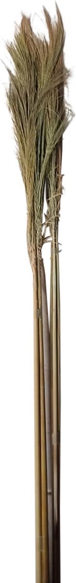 PTMD gedroogde twig natuurlijk bamboe steel klein