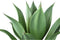 PTMD Kunstplant Agave - 50x50x56 cm - Plastic - Groen