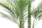 PTMD Kunstplant Palm - 160x160x248 cm - Plastic - Zwart