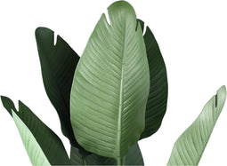 PTMD Kunstplant Reizigers Palm - 75x75x120 cm - Plastic - Groen