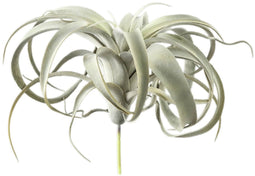 PTMD Kunstplant Tillandsia - 18x24x25 cm - Polyester - Groen