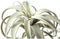 PTMD Kunstplant Tillandsia - 18x24x25 cm - Polyester - Groen
