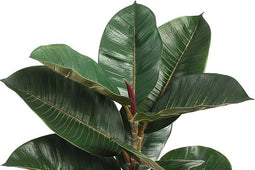 PTMD Kunsttak Bladeren - 41 x 38 x 70 cm - Groen