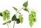 PTMD Kunsttak Hops Spray - 50x92x146 cm - Plastic - Groen