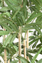 PTMD Leaves Plant Bamboo Plant With Leaves In Black Pot