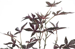 PTMD Leaves Plant Brown Maple Leaves Spray