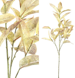 PTMD Leaves Plant Brown Schefflera Arboricola