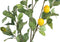 PTMD Leaves Plant Green Lemon Spray L
