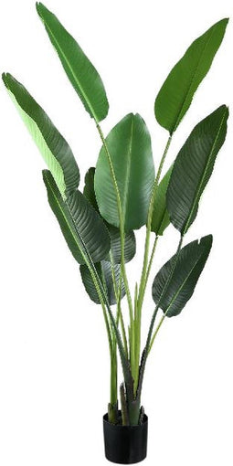 PTMD Leaves Plant Green PE Real Touch Strelitzia M