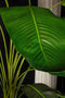 PTMD Leaves Plant Green PE Real Touch Strelitzia XL
