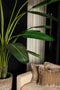 PTMD Leaves Plant Green PE Real Touch Strelitzia XL