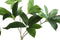 PTMD Leaves Plant Green Schefflera Arboricola Spray