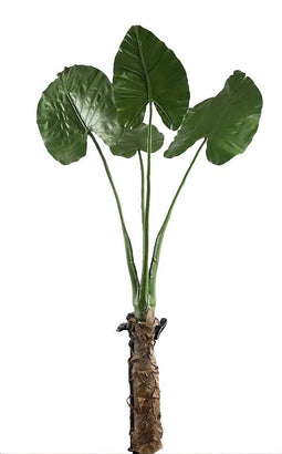 PTMD leaves plant groen philo blad plant with