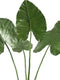 PTMD leaves plant groen philo blad plant with
