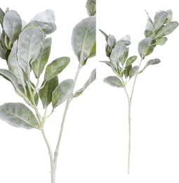 PTMD leaves plant groen soft lambs ear blad tak