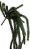 PTMD Leaves Plant Lycophyte Kunsttak - 64 x 14 x 74 cm - Donker groen