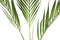 PTMD Leaves Plant Palm Kunsttak - 65 x 47 x 100 cm - Groen