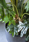 PTMD Leaves Plant Philodendron Kunstplant - H140 x Ø60 cm - Plastic pot - Groen
