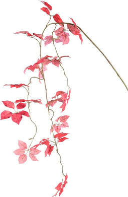 PTMD Leaves Plant Red Hanging Parthenocissus Leaves