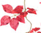 PTMD Leaves Plant Red Hanging Parthenocissus Leaves