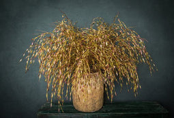 PTMD Leaves Plant Willaag Kunsttak - 66 x 56 x 102 cm - Bruin