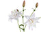 PTMD Lily Flower White Double Lily Spray