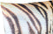 PTMD Nia Vierkant Kussen Tijger - 45 x 10 x 45 cm - Velvet - Wit