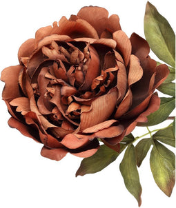 PTMD Peony Flower Brown Peony Stem