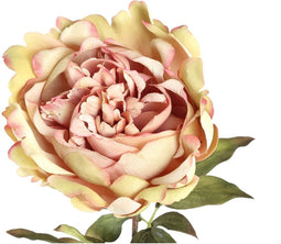 PTMD Peony Flower Orange Peony Stem