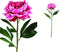 PTMD Peony Flower Pioenroos Prikker - 25 x 18 x 66 cm - Donkerroze