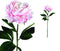 PTMD Peony Flower Pioenroos Prikker - 25 x 18 x 66 cm - Lichtroze