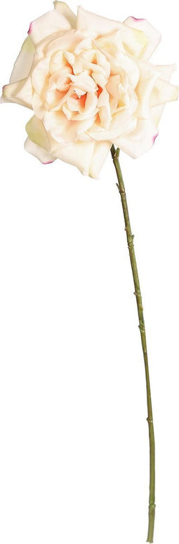 PTMD rose bloem crème open roos