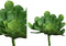 PTMD Succulent Aeoniumpluk Kunstplant - 10 x 17 x 17 cm - Groen