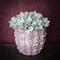 PTMD Succulent Kalanchoe Pluk Kunstplant - 13 x 14 x 20 cm - Groen