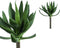 PTMD Succulent Plant Agave Prikker - 13 x 18 x 22 cm - Groen