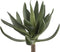 PTMD Succulent Plant Agave Prikker - 13 x 18 x 22 cm - Groen