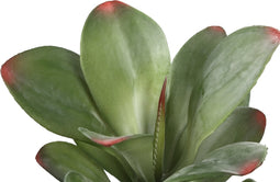 PTMD Succulent Plant Kalanchoe Prikker - 20 x 18 x 28 cm - Groen