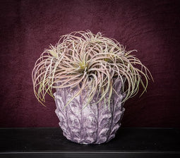 PTMD Succulent Plant Tillandsia Pluk Kunsttak - 20 x 30 x 30 cm - Roze