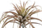 PTMD Succulent Plant Tillandsia Pluk Kunsttak - 20 x 30 x 30 cm - Roze