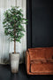 PTMD Tree Green Banyan Tree In Black Pot