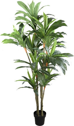 PTMD Tree Green Dracaena in black pot