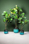 PTMD Tree Green fiddle leaf fig in black pot medium