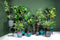 PTMD Tree Green fiddle leaf fig in black pot medium