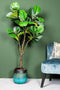 PTMD Tree Green fiddle leaf fig in black pot medium