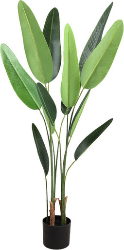 PTMD Tree Green Leaf Ravenala In Black Pot S