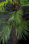 PTMD Tree Green Palm Tree In Black Pot