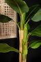 PTMD Tree Green PE Real Touch Banana Tree S
